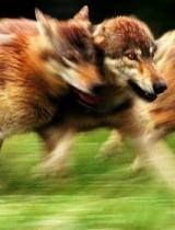 狼色在线视频播放网址,独家视频播放网址大揭秘